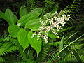 Verzweigter Blütenstand von Maianthemum hondoense