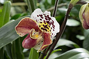 English: Paphiopedilum cultivars at Mainau. Deutsch: Paphiopedilum cultivars auf Mainau.