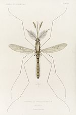 A. atroparvus, vector of malaria in the Thames (Wellcome) Male mosquito, Anopheles maculipennis (atroparvus), 1901 Wellcome L0037510.jpg