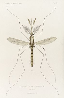 männlicher Vertreter von A. atroparvus