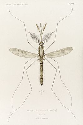 Anopheles atroparvus