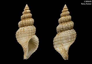 <i>Manaria atlantica</i> Species of gastropod