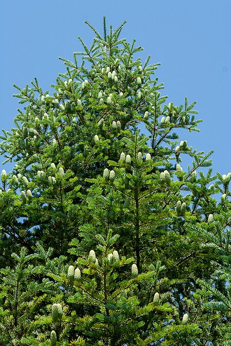 Abies_holophylla