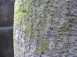 Bark (botany) Outermost layers of stems and roots of woody plants