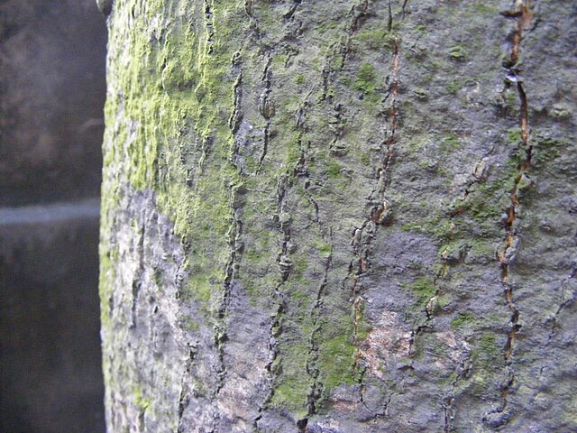 Bark of mature mango (Mangifera indica) showing lichen growth