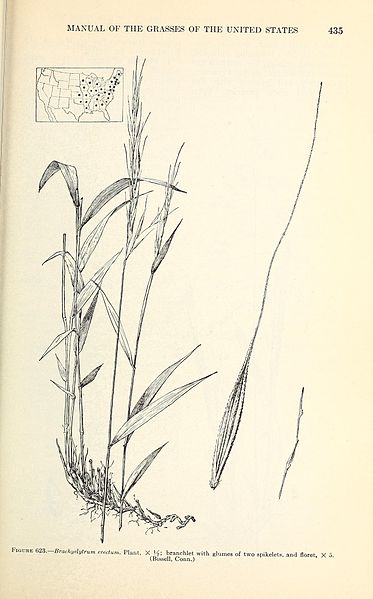 File:Manual of the grasses of the United States (Page 435) BHL42021074.jpg