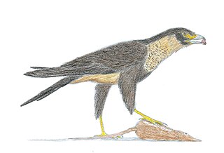 <i>Masillaraptor</i> Extinct genus of falcons