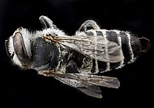 Megachile concinna, F, назад, Доминиканская Республика 2012-10-16-15.56.58 ZS PMax (8194125082).jpg 