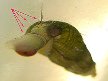 Freshwater snail Melanoides tuberculata. Arrows are pointing to the pallial tentacles for breathing. Melanoides tuberculatus.jpg