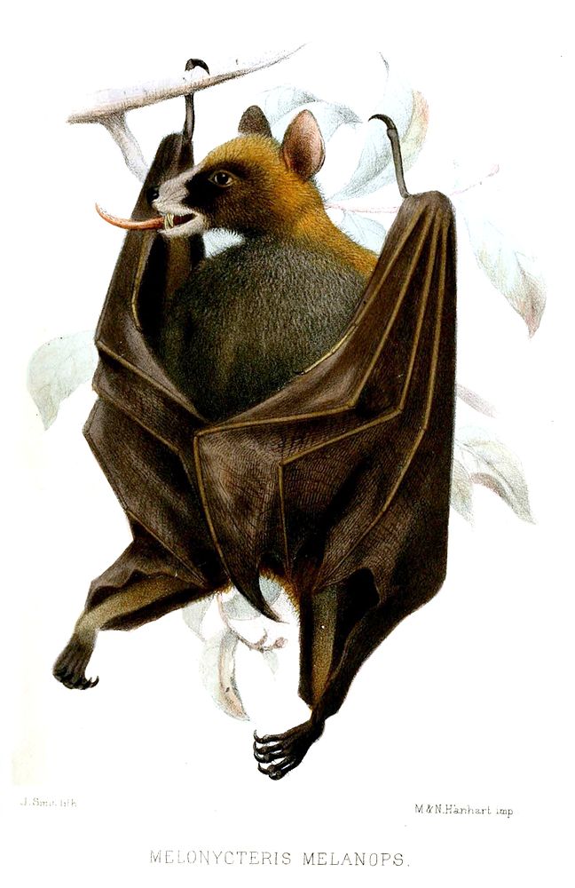 The average adult weight of a Black-bellied fruit bat is 47 grams (0.1 lbs)
