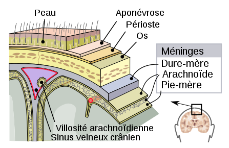 Les méninges sont formées par trois enveloppes qui entourent le cerveau.