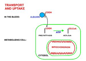 Metabolism2.jpg