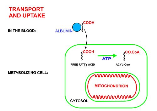 A diagrammatic illustration of the transport of free fatty acids in the blood attached to plasma albumin, its diffusion across the cell membrane using a protein transporter, and its activation, using ATP, to form acyl-CoA in the cytosol. The illustration is, for diagrammatic purposes, of a 12 carbon fatty acid. Most fatty acids in human plasma are 16 or 18 carbon atoms long.