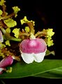 Oncidium fuscatum flower