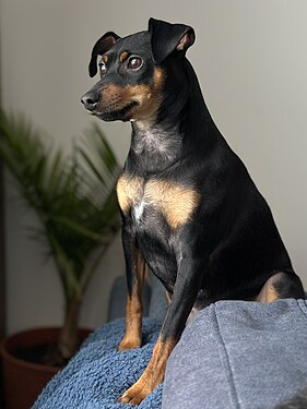 A Miniature Pinscher (Zwergpinscher) looking out of a window