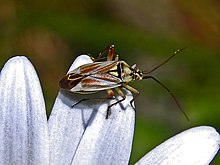 Мириды - Calocoris roseomaculatus.jpg