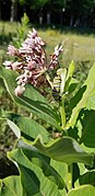 Monarch caterpillar on some milkweed, Chippewa County Michigan.jpg