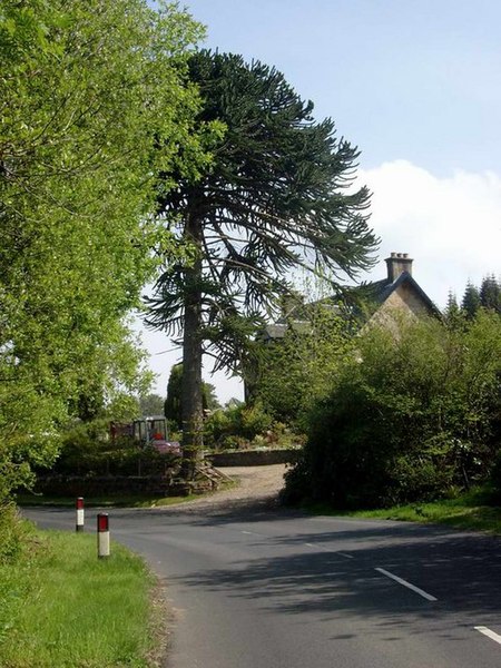 File:Monkeypuzzle at Gortonallister - geograph.org.uk - 446540.jpg