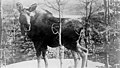 Moose, Alaska, circa 1900 (AL+CA 6015).jpg