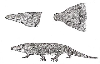 <i>Moradisaurus</i> Extinct genus of large captorhinid tetrapods