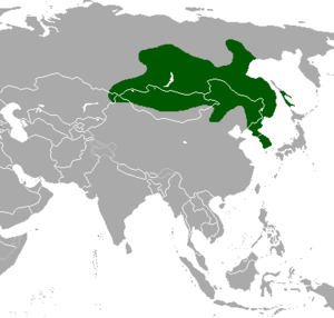 Rusa Kesturi Siberia: Taksonomi, Perubahan populasi, Catatan