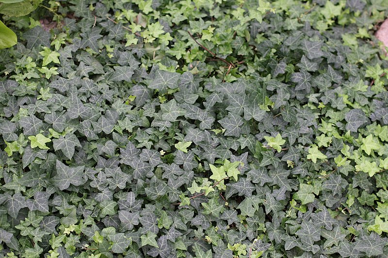 File:Murgröna ivy Hedera helix (2739935862).jpg