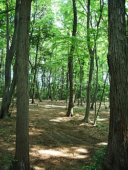 武藏野台地