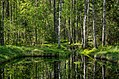 Mustoja Nature Reserve is the biggest protected area in Põlva County