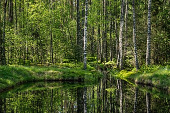 08/05: Parc natural Mustoja al comtat de Põlva (Estònia)
