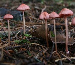 Mycena rosella.jpg