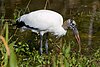 Wood stork in the Everglades