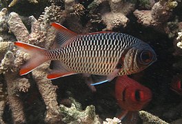 Poisson-soldat violacé (Myripristis violacea)