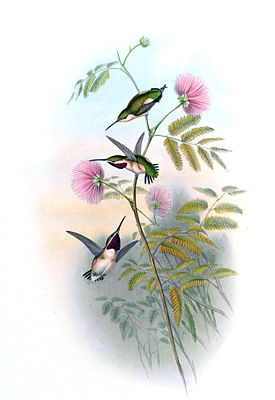 Short-tailed elf painted by John Gould