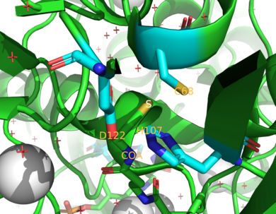 3D depiction of NAT2 active site and catalytic triad. NAT catalytic triad.png