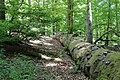 * Nomination Rothenbuch forest, "Metzgergraben und Krone", nature reserve 00414.01 (WDPA 81688), special protection area 6022-471 "Spessart", FFH area 6022-371 "Hochspessart" --KaiBorgeest 21:54, 21 July 2021 (UTC) * Promotion  Support There are overexposed places, but probably nothing more could have been done in this lighting situation. If anyone objects, we can discuss. --Nefronus 11:01, 24 July 2021 (UTC)