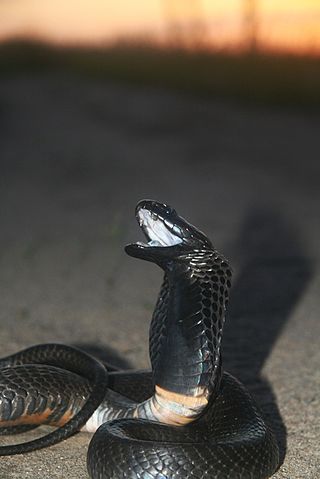 <span class="mw-page-title-main">Black-necked spitting cobra</span> Spitting cobra found mostly in sub-Saharan Africa