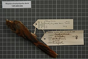 Описание изображения Центр биоразнообразия Naturalis - RMNH.AVES.18627 1 - Rhipidura brachyrhyncha cotei North, 1897 - Monarchidae - образец кожи птицы.