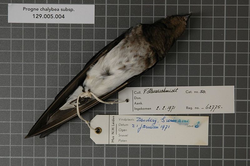 File:Naturalis Biodiversity Center - RMNH.AVES.62775 2 - Progne chalybea subsp. - Hirundinidae - bird skin specimen.jpeg
