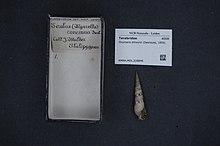 Naturalis bioxilma-xillik markazi - RMNH.MOL.226846 - Oxymeris dillwynii (Deshayes, 1859) - Terebridae - Mollusc shell.jpeg