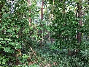 Nature-reserve-streitmoor-germany wdpa-82656 002 2018-05-10 07-28-40.jpg