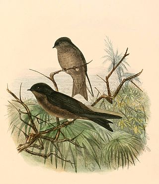 <span class="mw-page-title-main">White-thighed swallow</span> Species of bird