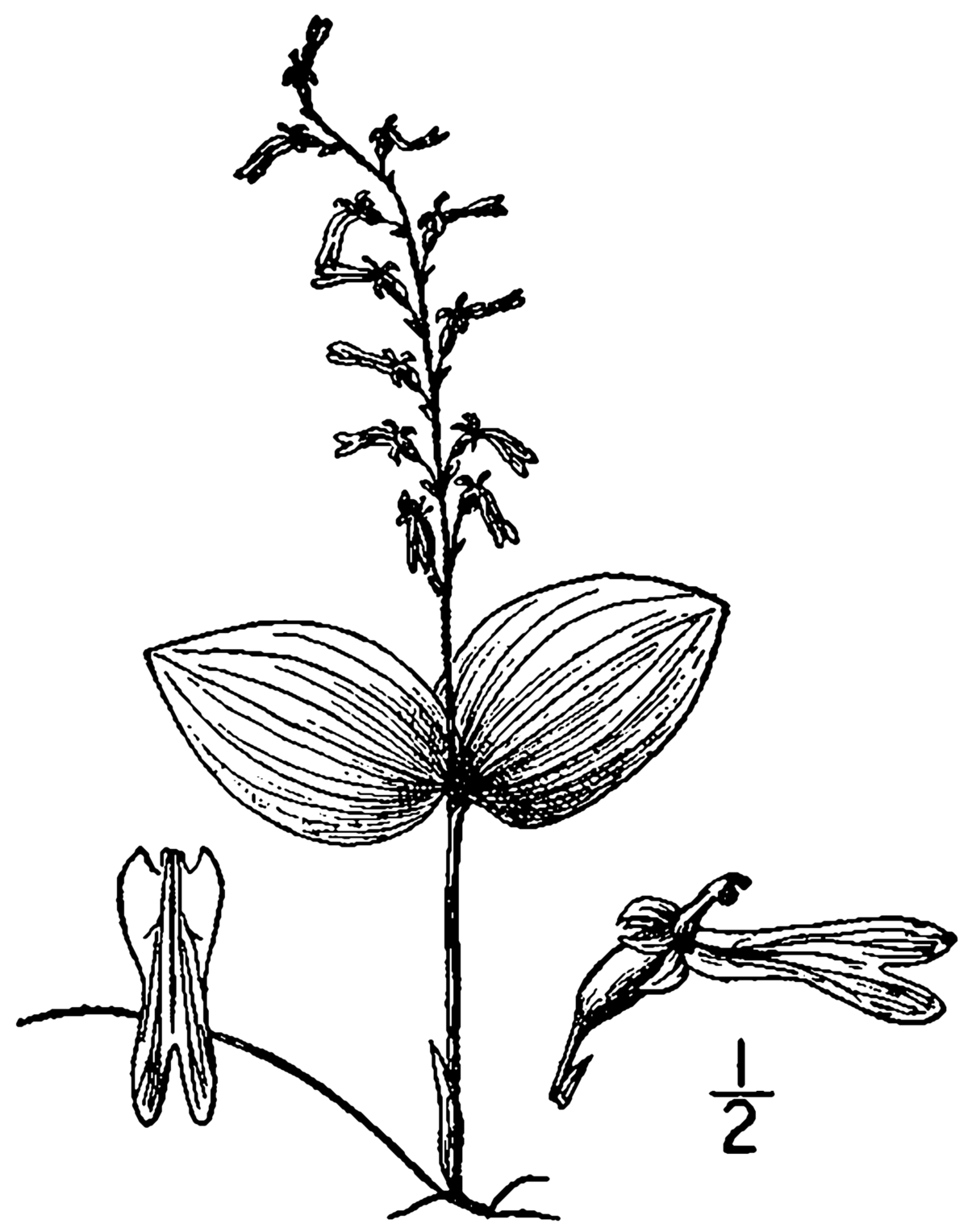 Neottia auriculata - Wikipedia