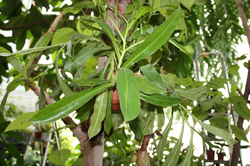 File:Nepenthes alata Kannukasvi Kanntaime liik C IMG 5303.JPG