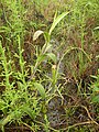 Nepenthes gracilis12.jpg