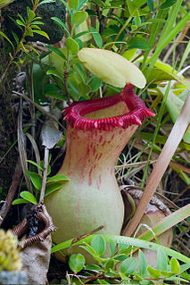 <i>Nepenthes ventricosa</i> Species of pitcher plant from the Philippines