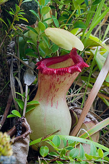 Nepenthes ventricosa ASR 062007 mayon luzon.jpg
