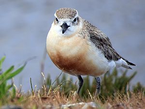 Maori plover, Waiheke Island