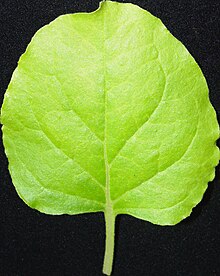 Nicotiana benthamiana, leaf Nicotiana benthamiana leaf.jpg