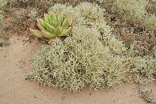 <i>Niebla arenaria</i> Species of lichen