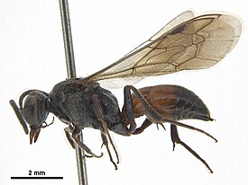 Nippononysson rufopictus